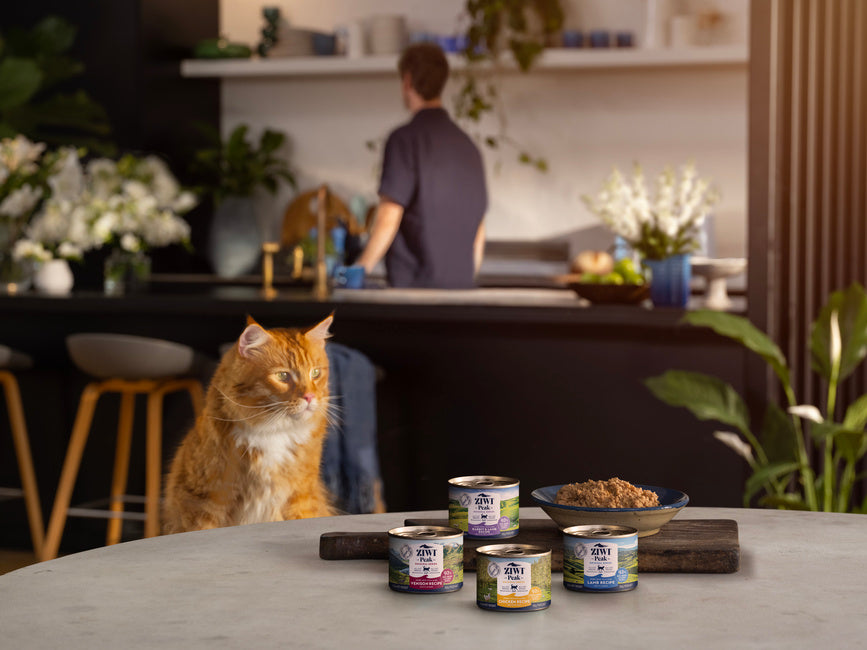 A cat waiting for ZIWI canned food at home