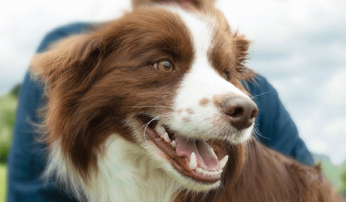 A pet and their guardian - the bond ZIWI was founded to strengthen