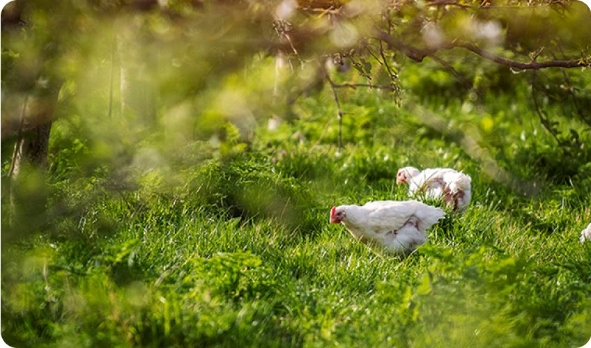 Free-range local New Zealand chickens