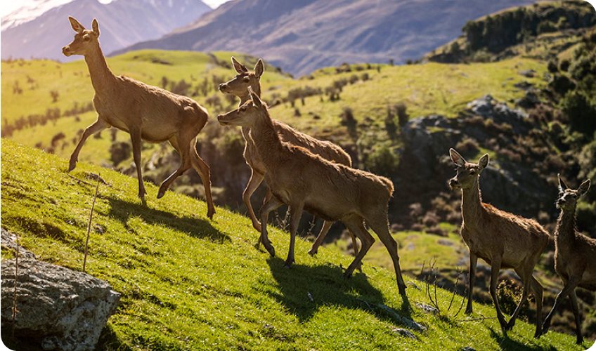 Free-range livestock roaming New Zealand pasture year round