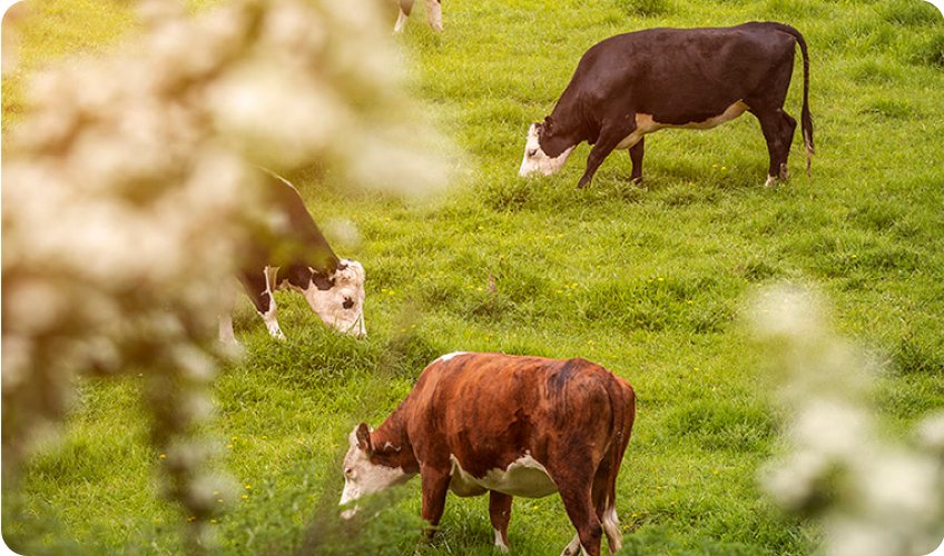 Grass-fed and grass-finished cattle on New Zealand pasture