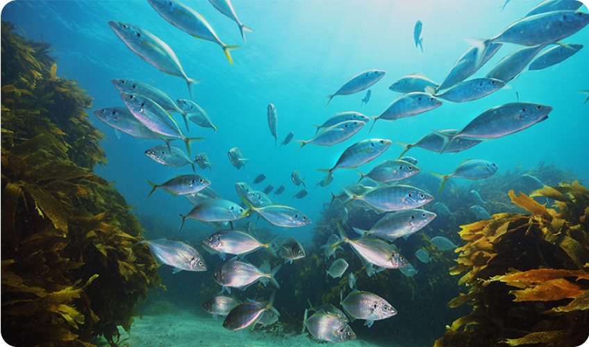Wild-caught sustainable seafood from New Zealand waters