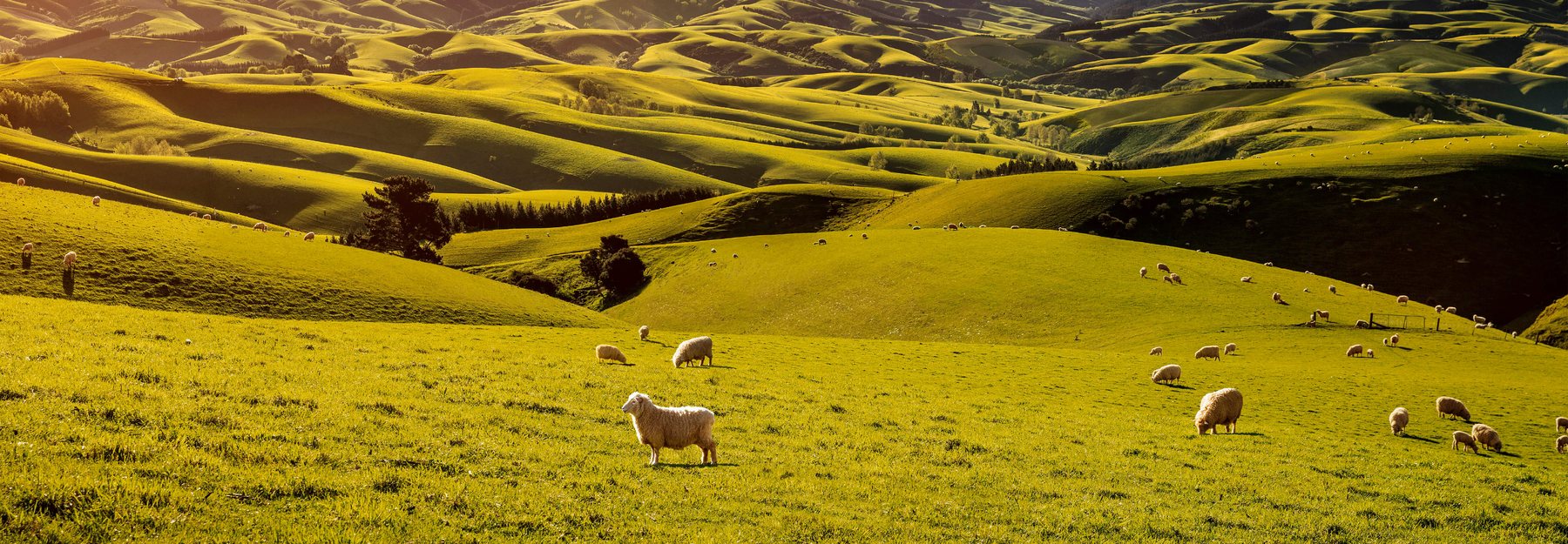 Sheep grazing on rolling New Zealand hills