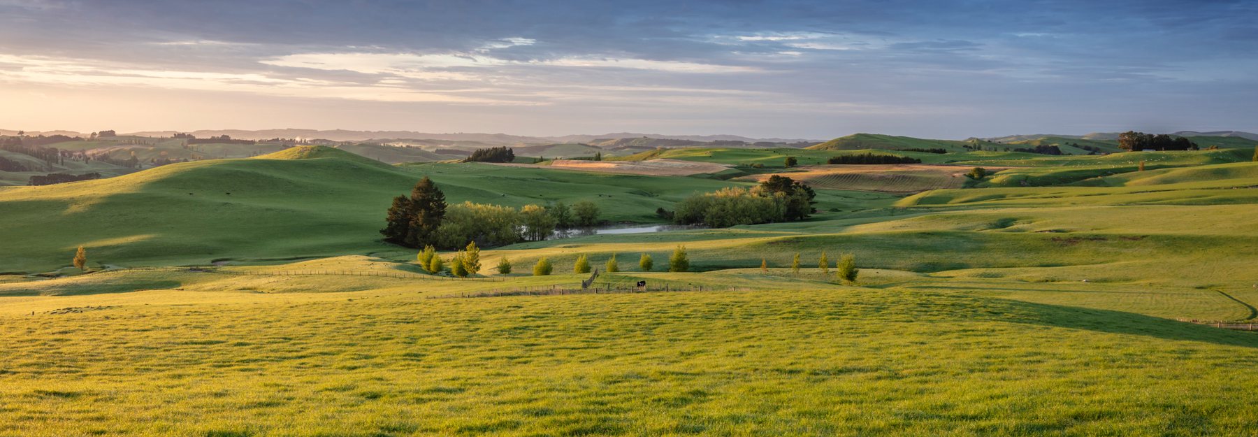 New Zealand pastures at the beginning of the day